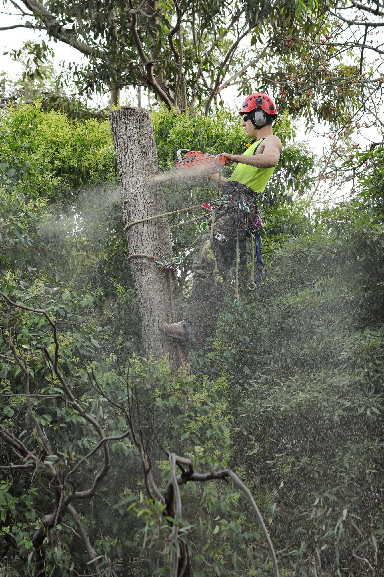 Tree Removal, Trimming, and Arborist Services in Melbourne