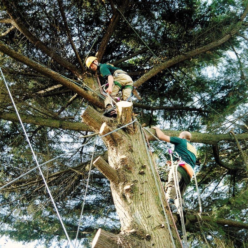 Tree Removal, Trimming, and Arborist Services in Melbourne